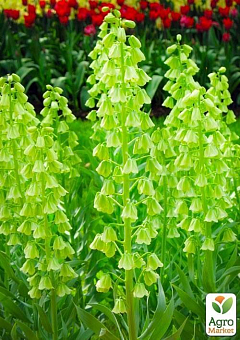 Фрітіларія "Ivory Bells" (розмір 20/22, дуже великий) 1шт в упаковці15