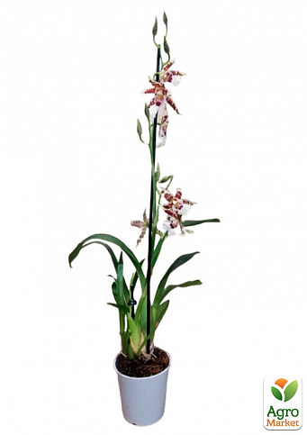 Орхидея Камбрия "Toscane" - фото 3