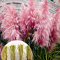LMTD Кортадерия Пампасная трава 2х летняя "Pink Feather Rosea" 