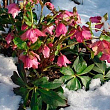 Морозник (Helleborus) "Red Lady" купить