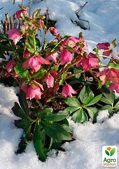 Морозник (Helleborus) "Red Lady"4