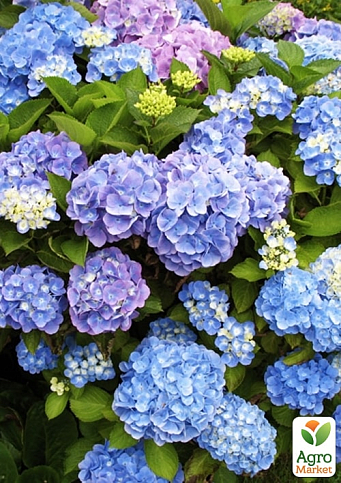 Гортензия крупнолистная "Forever and ever Blue"  - фото 6