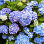 Гортензия крупнолистная "Forever and ever Blue" 