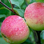 Яблуня "Мантет" цена