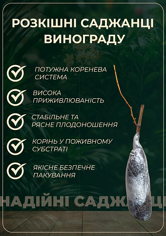 Виноград кишмиш "Алиса в Стране Чудес" (крупная, сладкая, сочная ягода) - фото 2