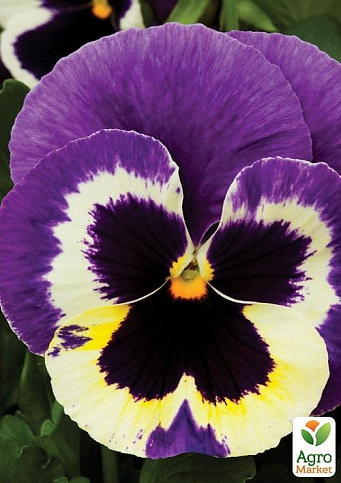 Виола (Viola Wittrokiana) "Colossus Tricolor"