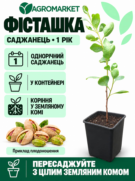 Фісташка "Альбіна" (середній термін дозрівання)