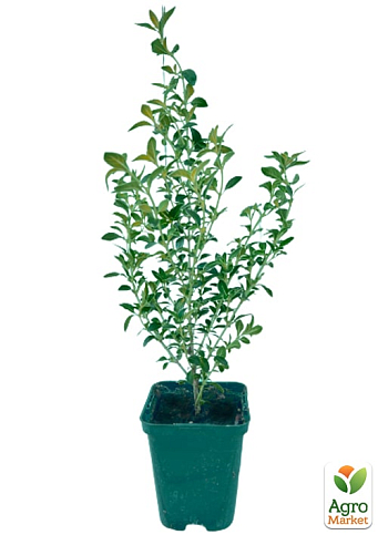 Серисса японская вариегата (идеальна для формирования бонсая) - фото 5