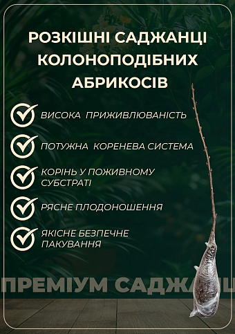 Ексклюзив! Абрикос колоновидний яскраво помаранчевий з легким рум'янцем "Сонячне літо" (Sunny summer) (преміальний середньостиглий сорт) - фото 3