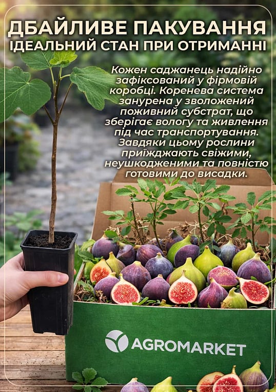Инжир фиолетовый "Черный Принц" саженец 2 года (ремонтантный, крупноплодный сорт, средний срок созревания)