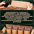 Верес вічнозелений "Svenja"