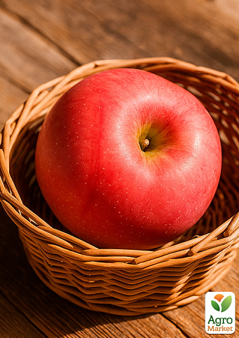 Яблуня колоновидна "Вожак" (осінній сорт, пізній термін дозрівання) - фото 3