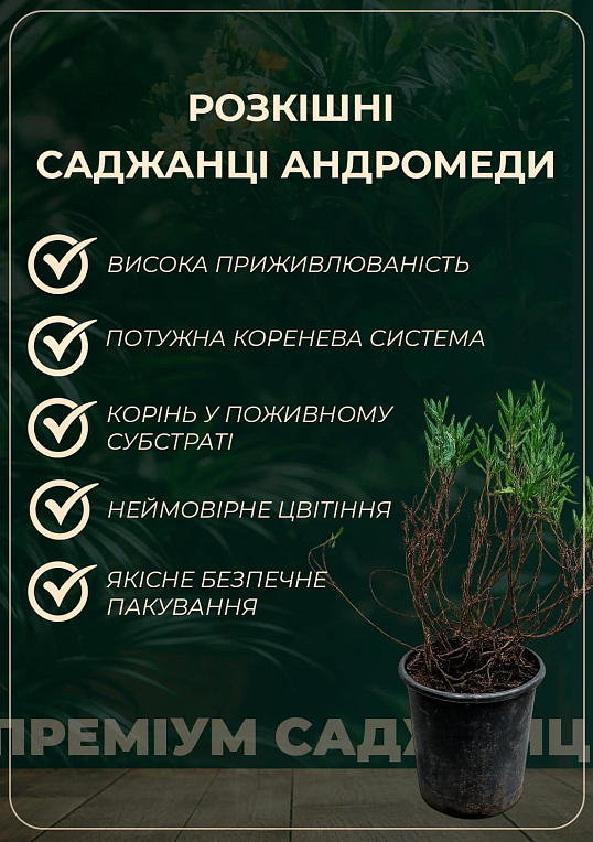 Андромеда многолистная "Блю Айс" контейнер С1
