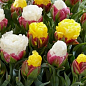 Тюльпан "Ice Cream Banana"
