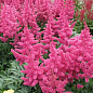 Астильба "Koeln" 