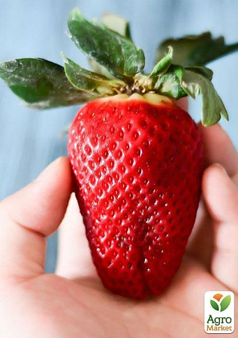 Полуниця "Гігантелла" MAXI " (середньо-пізній термін дозрівання, великоплідний сорт) - фото 8