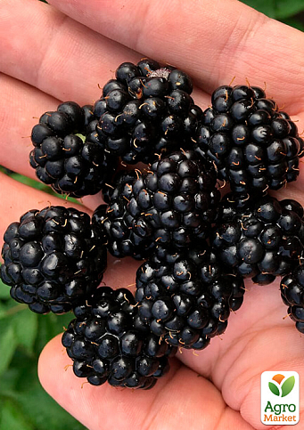 Ожина "Чачанська Бестрна" (середньо-ранній термін дозрівання, великоплідний сорт) - фото 4