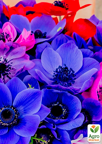 Анемона "Mix" (размер 5/6 , крупный) 5шт в упаковке - фото 2