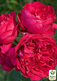 Троянда в контейнері паркова "Red Eden Rose" (саджанець класу АА+)7