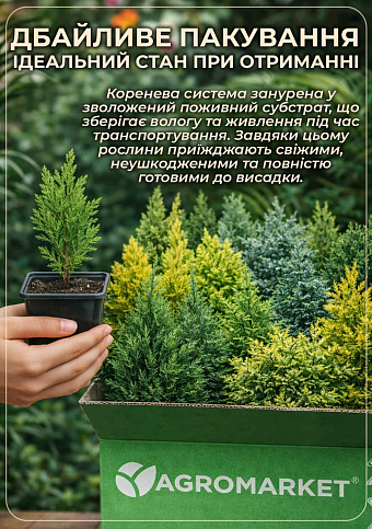 Кипарисовик лавсона "Ivone" (контейнер Р9, высота 8-10см) - фото 4