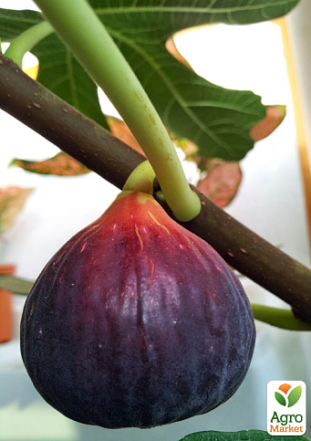 Інжир "Сухумський фіолетовий" саджанець 2 роки (ремонтантний, великоплідний сорт, середній термін дозрівання) - фото 5