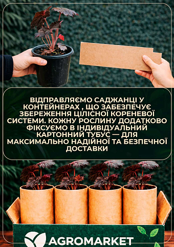 Гейхерелла (Heucherella) "Sweet Tea" С1 (висота 15-30см) - фото 3