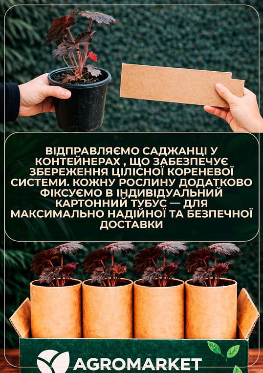 Гейхерелла (Heucherella) "Sweet Tea" С1 (высота 15-30см) - фото 3