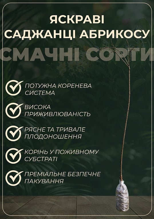 Абрикос "Дженгат" (великоплідний, ранній термін дозрівання) - фото 3