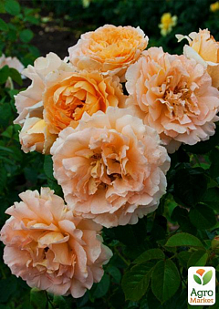 Ексклюзив! Роза паркова насичено-абрикосова "Південна ніч" (South night) (саджанець класу АА +, преміальний безперервно квітучий сорт)2
