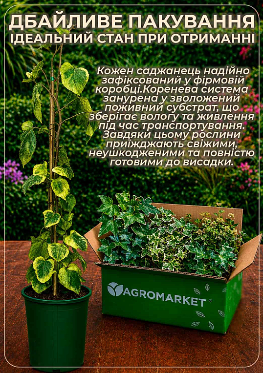 Плющ звичайний 2-х річний "Thorndale" (Hedera helix 'Thorndale') С2 висота 35-90см