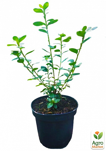 Азалия японская "Ледиканенс" (Azalea japonica "Ledikanense") С2 высота 20-50см - фото 2