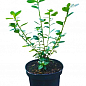 Азалия японская "Ледиканенс" (Azalea japonica "Ledikanense") С2 высота 20-50см купить