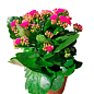 Каланхоэ Блоссфельда "Paars" (Kalanchoe Blossfeldiana) (Нидерланды) купить