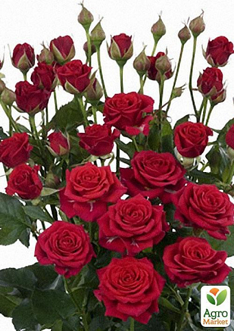 Роза мелкоцветковая (спрей) "Mirabell" (саженец класса АА+) высший сорт