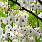 Ландишеве дерево "Halesia" цена