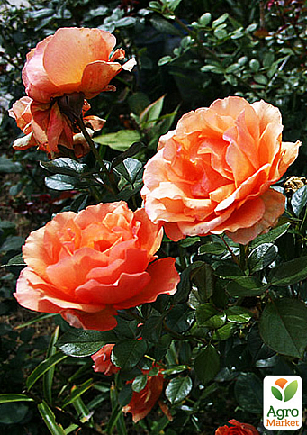 Троянда чайно-гібридна "Ashram" (саджанець класу АА +) вищий сорт