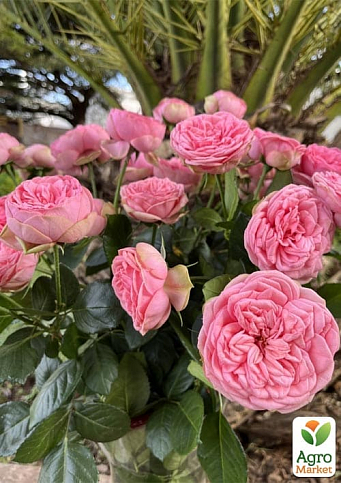 Троянда кущова "Happy Piano" (саджанець класу АА+) вищий сорт