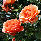 Троянда чайно-гібридна "Ashram" (саджанець класу АА +) вищий сорт