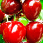 Черешня «Джорджія» (суперсолодкий сорт, середній термін дозрівання)