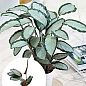 Калатея "Picturata"