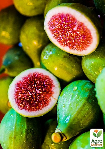 Ексклюзив! Інжир жовто-зелений "Тріумфальний" (Triumphal) (преміальний високоврожайний сорт)