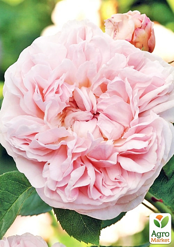 Роза английская плетистая "Сент Свизан" (саженец класса АА+) высший сорт - фото 2