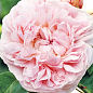 Троянда англійська плетиста "Сент Свізан" (саджанець класу АА+) вищий сор купить