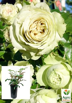 Троянда в контейнері флорибунда "Lovely Green" (саджанець класу АА+)1