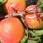 Абрикос "Оранж ред" (літній сорт, середній термін дозрівання) купить