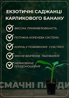 Ексклюзив! Банан карликовий "Абу" (Abu) (преміальний сорт, дуже солодкий)24