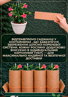 Дипладения (Mandevilla) "Jasper Burgundy" (цветущая лиана)16