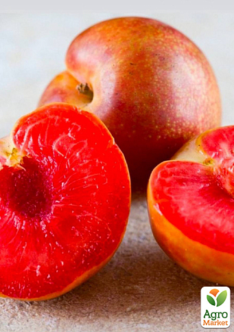 Гибрид слива+абрикос "Триумф" (сладкий, очень урожайный сорт) - фото 2