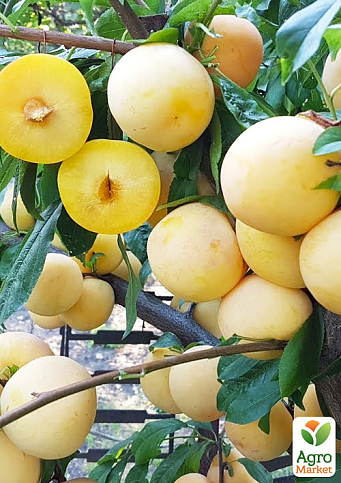 Слива диплоидная "То-Че-Сан" (крупноплодный сорт, средний срок созревания)