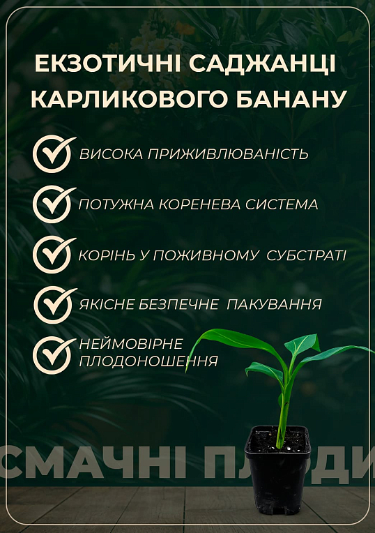 Эксклюзив! Банан карликовый "Абу" (Abu) (премиальный сорт, очень сладкий)